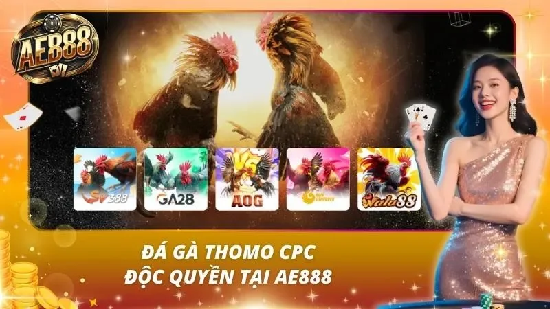 AE888 - TRANG CÁ CƯỢC UY TÍN NHẤT 2026 29 Khu đá gà Thomo AE888 phát trực tiếp HD