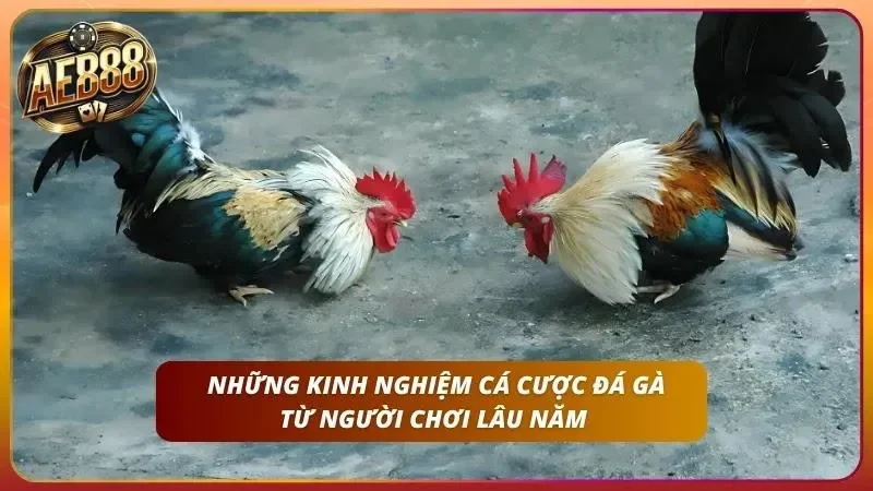 Khám phá các kinh nghiệm mà người mới nên lưu ý