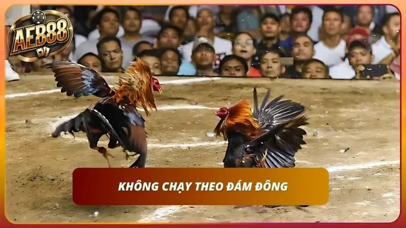 Không nên chạy theo những đám đông khi không có kinh nghiệm