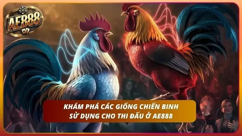 Tổng hợp những giống chiến kê chuyên dùng trong thi đấu