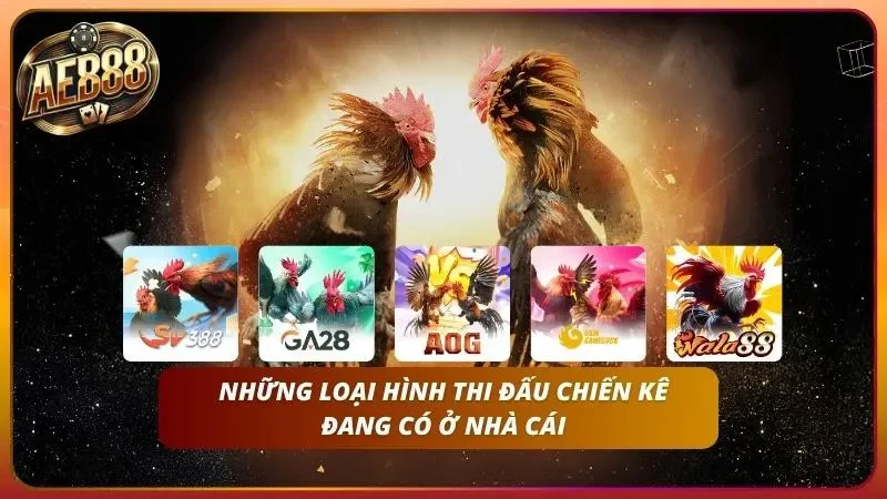 Nắm trọn những loại hình thi đấu gà đang có ở nhà cái