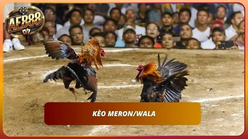 Thông hiểu kèo Meron/Wala trong 1 phút