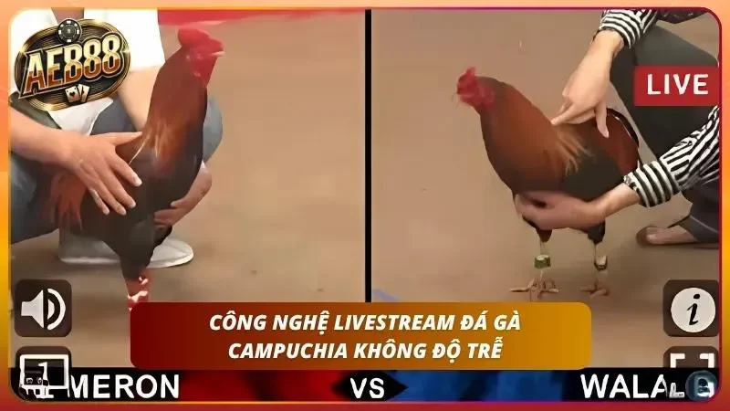 Livestream Full HD không độ trễ bắt trọn từng pha tung đòn.