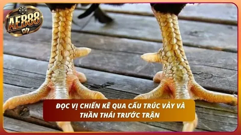 Quan sát vảy và tư thế đứng giúp sư kê chốt kèo chuẩn xác.