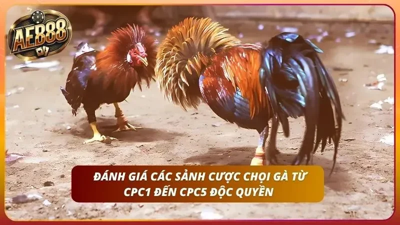 Cùng khám phá các sảnh độc quyền của chọi chiến kê uy tín