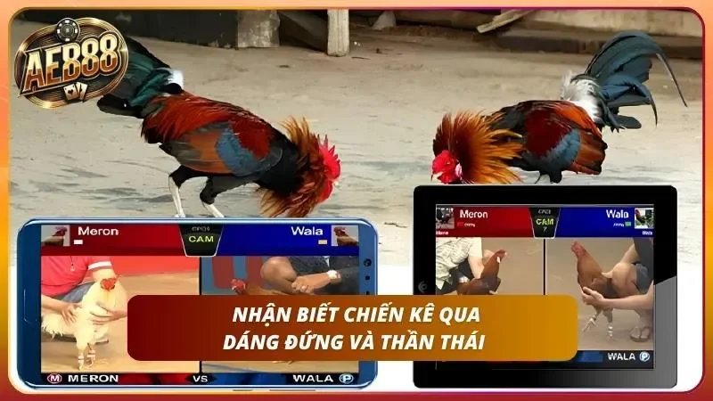 Sư kê mặc đồng phục đang kiểm tra khớp chân gà trước trận.