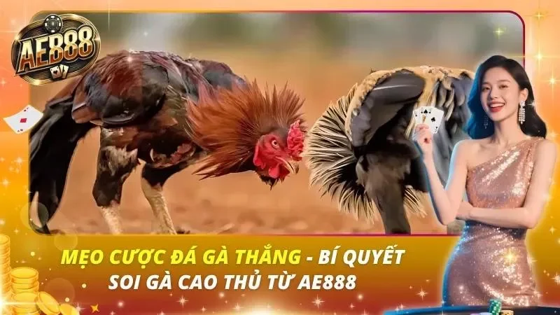Mẹo Cược Đá Gà Thắng – Bí Quyết Soi Gà Cao Thủ Từ AE888 Mẹo Cược Đá Gà Thắng – Bí Quyết Soi Gà Cao Thủ Từ AE888